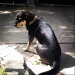 ImageBam image upload