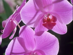 BBC Prywatne życie roślin / The Private Life of Plants (1995) PDTV.XViD-NoGroup |Lektor PL +rmvb BBC Prywatne życie roślin / The Private Life of Plants (1995) PDTV.XViD-NoGroup |Lektor PL +rmvb