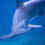 hammerhead shark