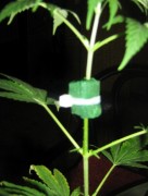 cannabis cannabis
